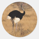 Search for ostrich stickers Africa