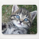 Search for tabby mousepads Kitten