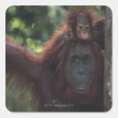 Search for baby orangutan stickers Wildlife