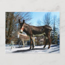 Search for mules postcards Donkeys