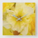 Search for daffodil photography Close up