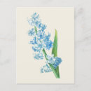 Search for blue hyacinth postcards Vintage