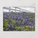 Search for texas bluebonnet postcards Field