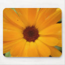 Search for orange daisy mousepads Floral