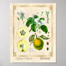 Search for quince posters Vintage