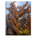 Search for gnarled California
