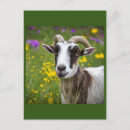 Search for handsome postcards Pet