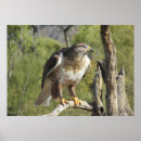Search for falconry art Nature