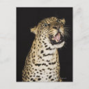 Search for aggressive postcards Animal