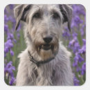 Search for wolfhound stickers Pet