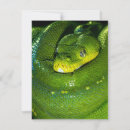 Search for snake cards Witchcraft