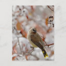 Search for rolf nussbaumer postcards Bird