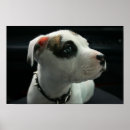 Search for pit bull puppy posters Apbt