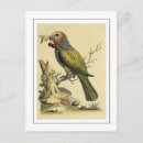 Search for vintage bird illustration postcards Wildlife