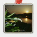 Search for close up view christmas tree decorations Front