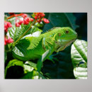 Search for iguanas posters Animals