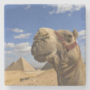 Search for pyramids coasters Giza