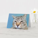 Search for annoying cards Kitty