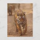 Search for bagh Royal bengal tiger
