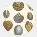 Search for clam shells stickers Seashell