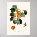 Search for apricot posters Illustration