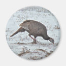 Search for turkeys magnets Nature