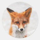 Search for red fox stickers Orange