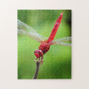 Search for dragonfly puzzles Red