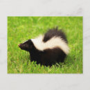 Search for skunks postcards Wildlife