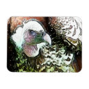 Search for birds of prey magnets Animals