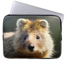 Search for fluffy cases Wildlife