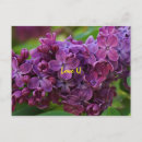 Search for lilacs postcards Floral