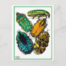 Search for beetles postcards Insect