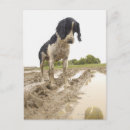 Search for mudding postcards Animal