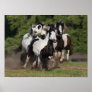 Search for gypsy horse posters Breed