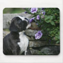 Search for show dog mousepads Bob and pam langrish
