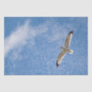 Search for seagull tissue paper Blue
