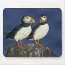 Search for beak mousepads Wild