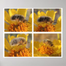 Search for flying bee posters Nature