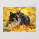 Search for katz postcards Bunt