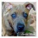 Search for american pit bull terrier posters Puppy