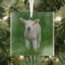 Search for baby lamb christmas tree decorations Sheep
