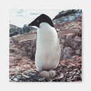 Search for adelie magnets Antarctica