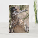 Search for roadrunners cards Wildlife