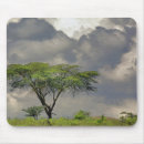 Search for acacia electronics Kenya
