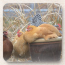 Search for chicken coasters Hens