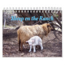 Search for sheep calendars Livestock