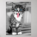 Search for funny cat pictures posters Animal