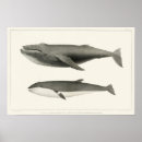 Search for killer whale art Vintage