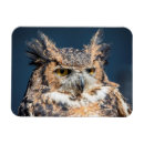 Search for owl magnets Raptor